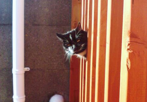 Secret Service...? The coolest cats on the block. And I ain't talkin' Celsius or town planning...